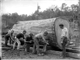 Manhandling a huge kauri log with timber jacks.